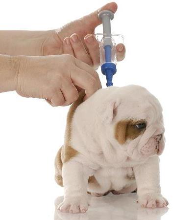 Η ανάγκη εμβολιασμού για σκύλους