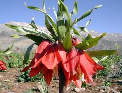 Imperium λουκάνικο φουντουκιού: φύτευση και φροντίδα για ένα όμορφο φυτό