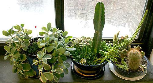 Πώς να φροντίζετε τα φυτά εσωτερικού χώρου; Πώς να φροντίσετε τα φυτά στον εσωτερικό χειμώνα;