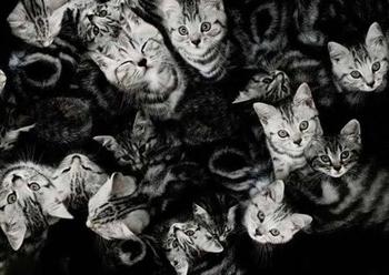 Πολλές γάτες σε ένα όνειρο