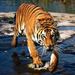 Ας δούμε το βιβλίο των ονείρων: τι κάνει το όνειρο μιας τίγρης;