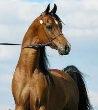 Αραβικά άλογα