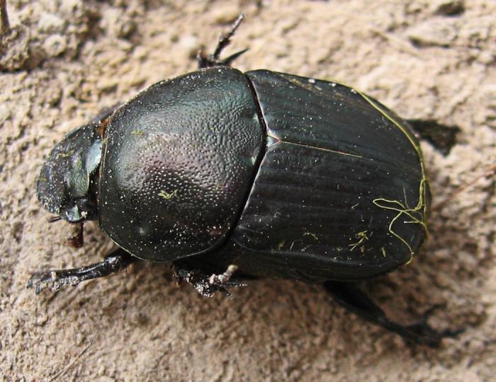 Beetle Beetle - οικότοπος και τρόπος ζωής